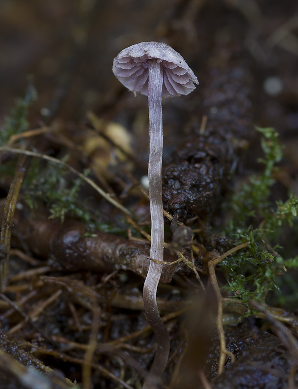 Cortinarius lilacinopusillus